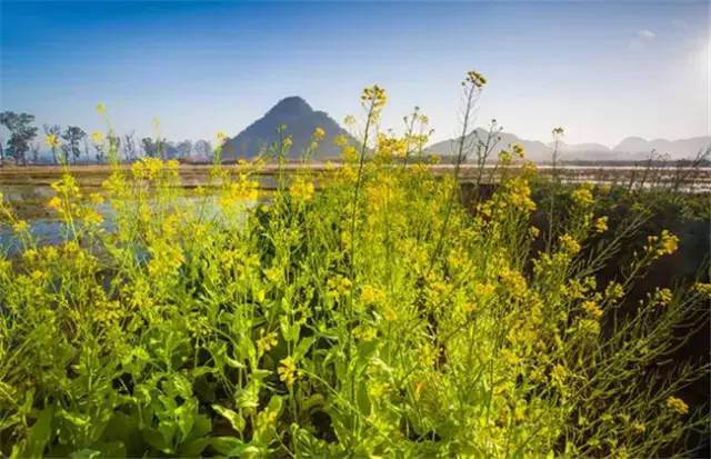 普者黑三生三世十里桃花风景,丘北普者黑十里桃花