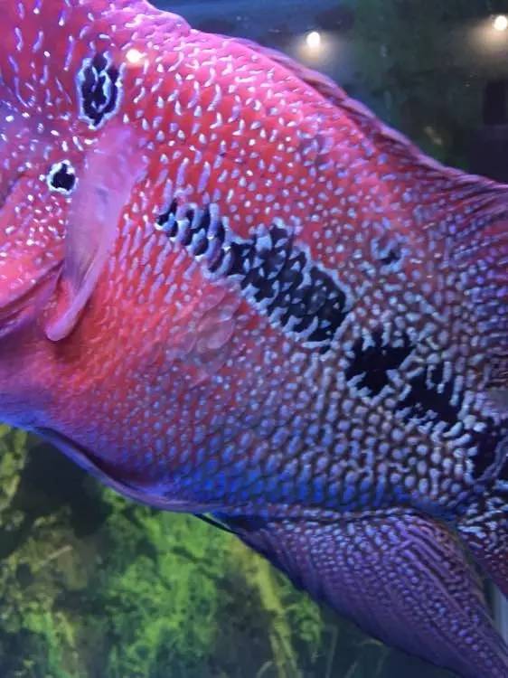 罗汉鱼生病的症状,罗汉鱼长得慢是什么原因