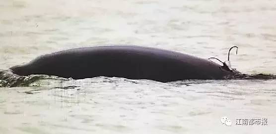 疼！一个铁钩，钩住的是全人类的的心