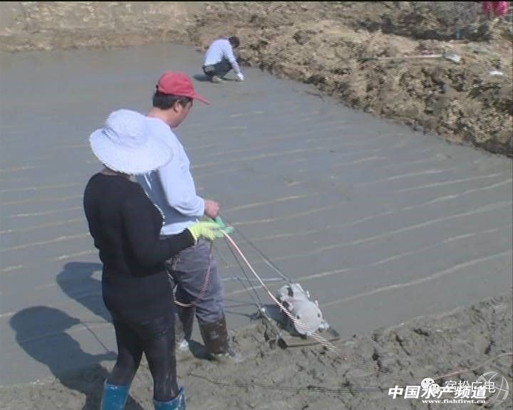 水蛭养殖季节,水蛭捕捞时间在几月份
