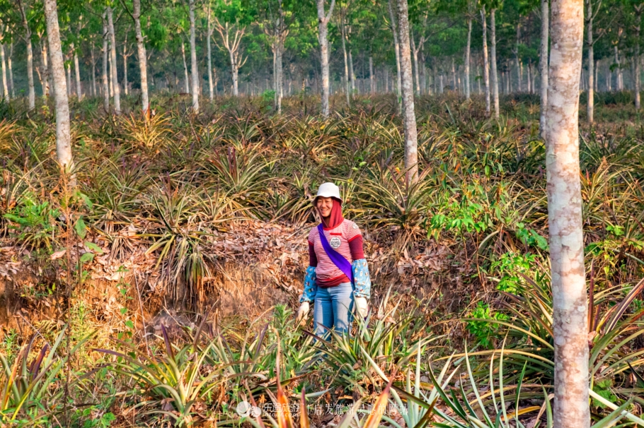 人生必须经历一次孤独的旅行,人生一定要去一次版纳