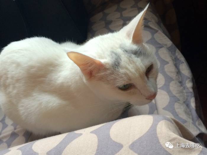 魔都这10家萌宠餐厅酒店，拯救留守在家的喵喵狗狗！咖啡、汉堡、江景……和主子腻在一起！