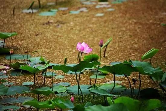 西安莲湖公园为啥叫莲湖公园,莲湖公园为什么叫莲湖公园