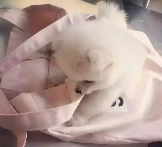 我有犬瘟，但感谢有你！