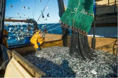 世界上最难吃的食物鲱鱼罐头评论,世界上最臭的鱼鲱鱼