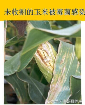 霉菌毒素对牛羊有什么危害,霉菌毒素超标对母猪有什么危害