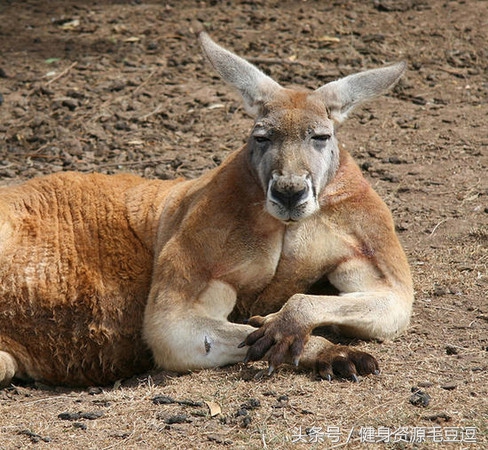 袋鼠靠什么维持平衡,袋鼠抗击能力怎么样