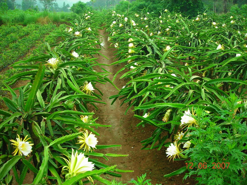 如何挑火龙果分三步,挑火龙果的方法