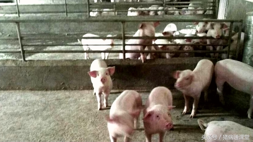 怎样给母猪冲洗子宫，冲洗液怎样配伍？