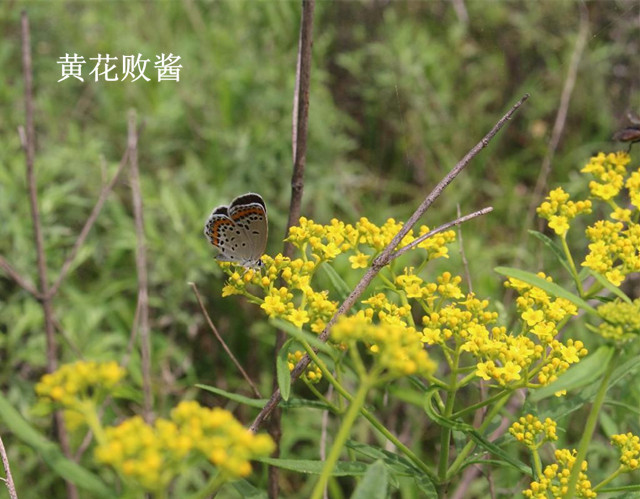 败酱草可以治疗肠痈吗,败酱草可以治疗所有肠胃疾病吗