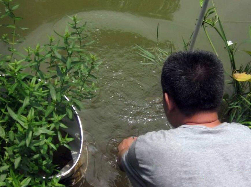 钓到放生甲鱼如何处理,钓到野生甲鱼该不该放生