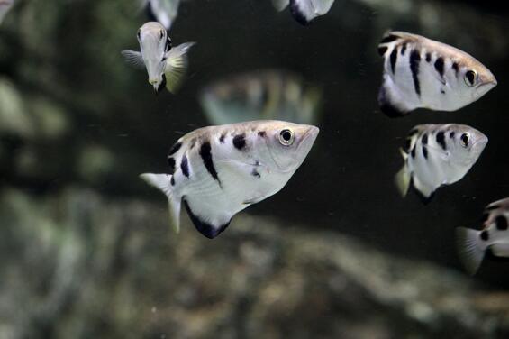 火影忍者动物会忍术,水枪射水鱼