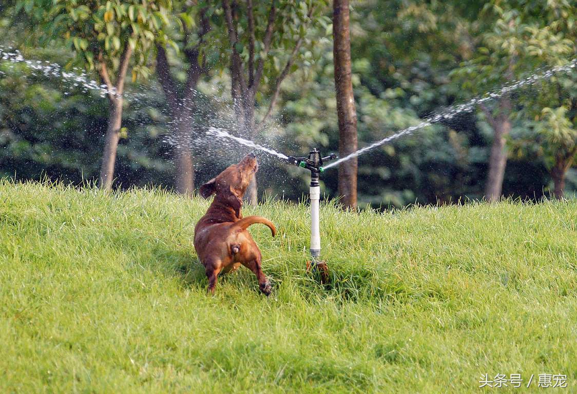 一下雨狗就害怕,下雨天狗狗太臭怎么办啊