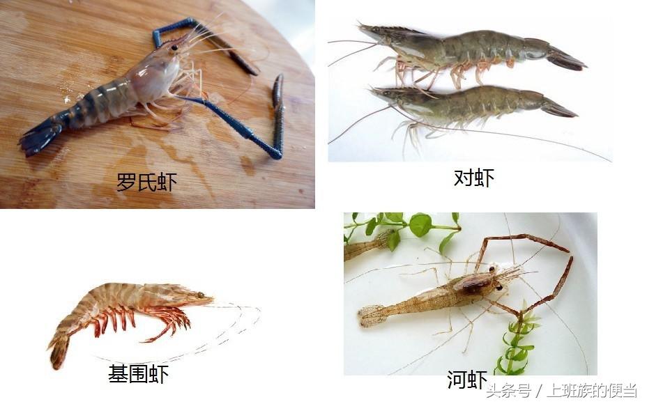 12种常见虾图解大全,各种虾的区别及图片