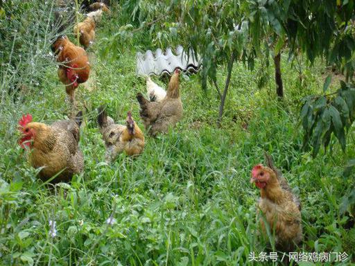 散养蛋鸡公母怎么搭配,散养鸡怎么搭配公母