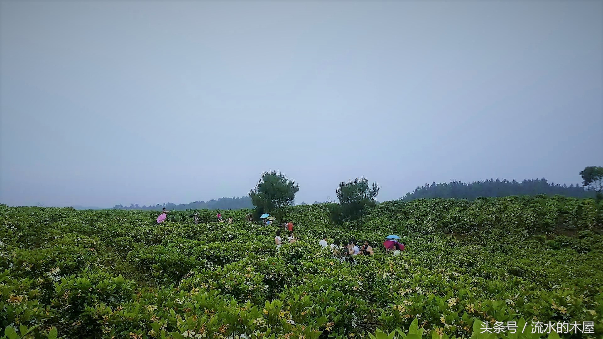 德兴黄柏最新消息,德兴黄柏火灾新闻