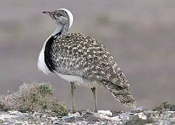 熊猫还是中国一级保护动物吗,秦金丝猴是国家一级保护动物