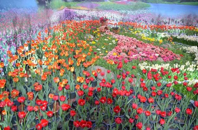 春节假期指南:跨行转账暂停3天,这些景点、球场免费开放还有哪些要知道?