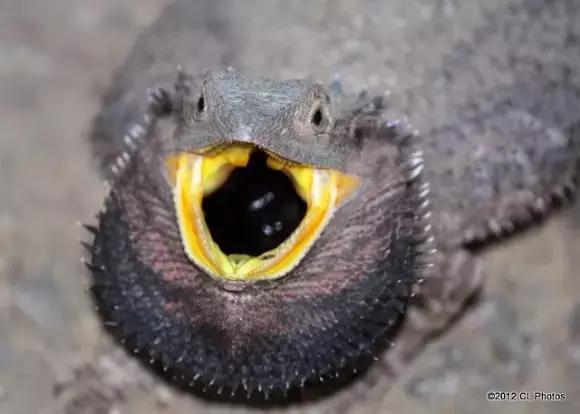 黑色鬃毛的狮子厉害吗,黑色鬃狮蜥