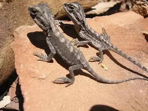 黑色鬃毛的狮子厉害吗,黑色鬃狮蜥