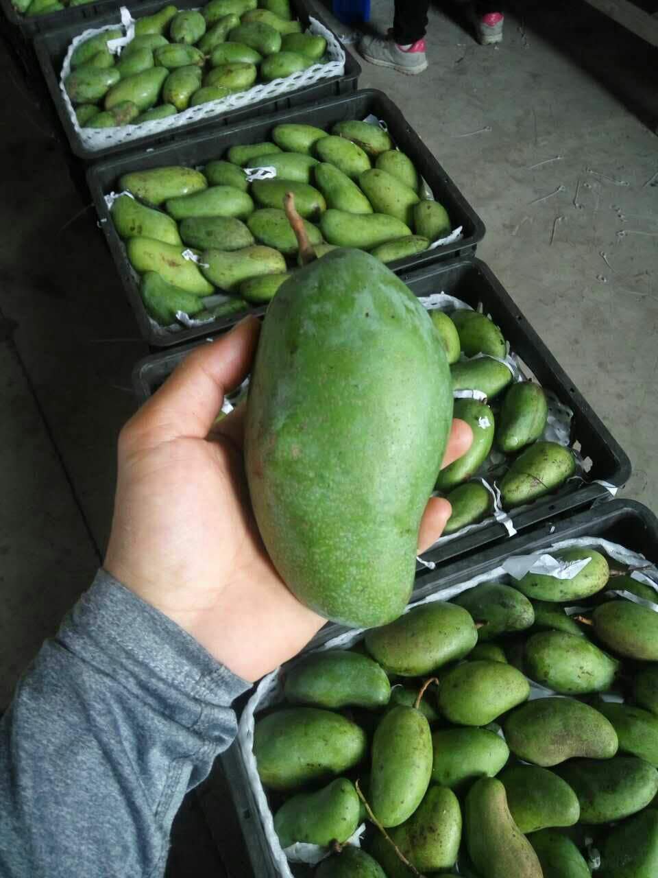 越南大青芒的最佳吃法,越南大青芒的味道
