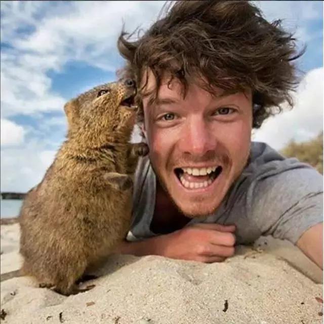 最萌短尾矮袋鼠,澳洲偶遇袋鼠