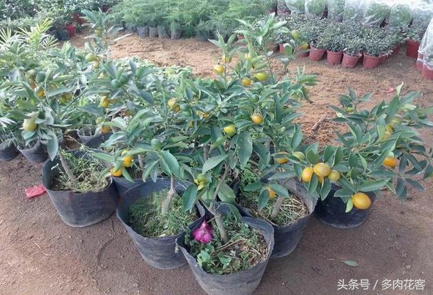 如何种植橙子从种子开始种,在家就能做到橙子果汁