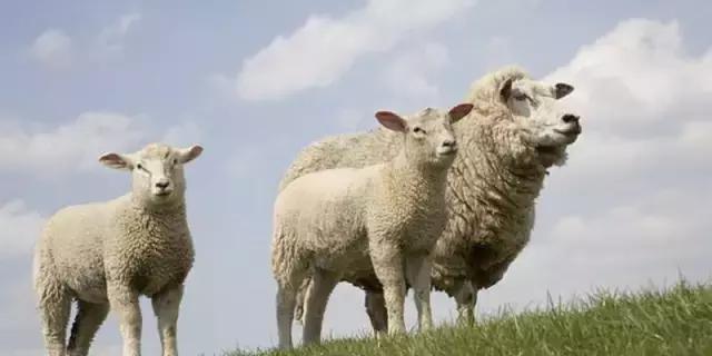 肉羊养殖哪些品种比较好,我国北方最小的肉羊品种