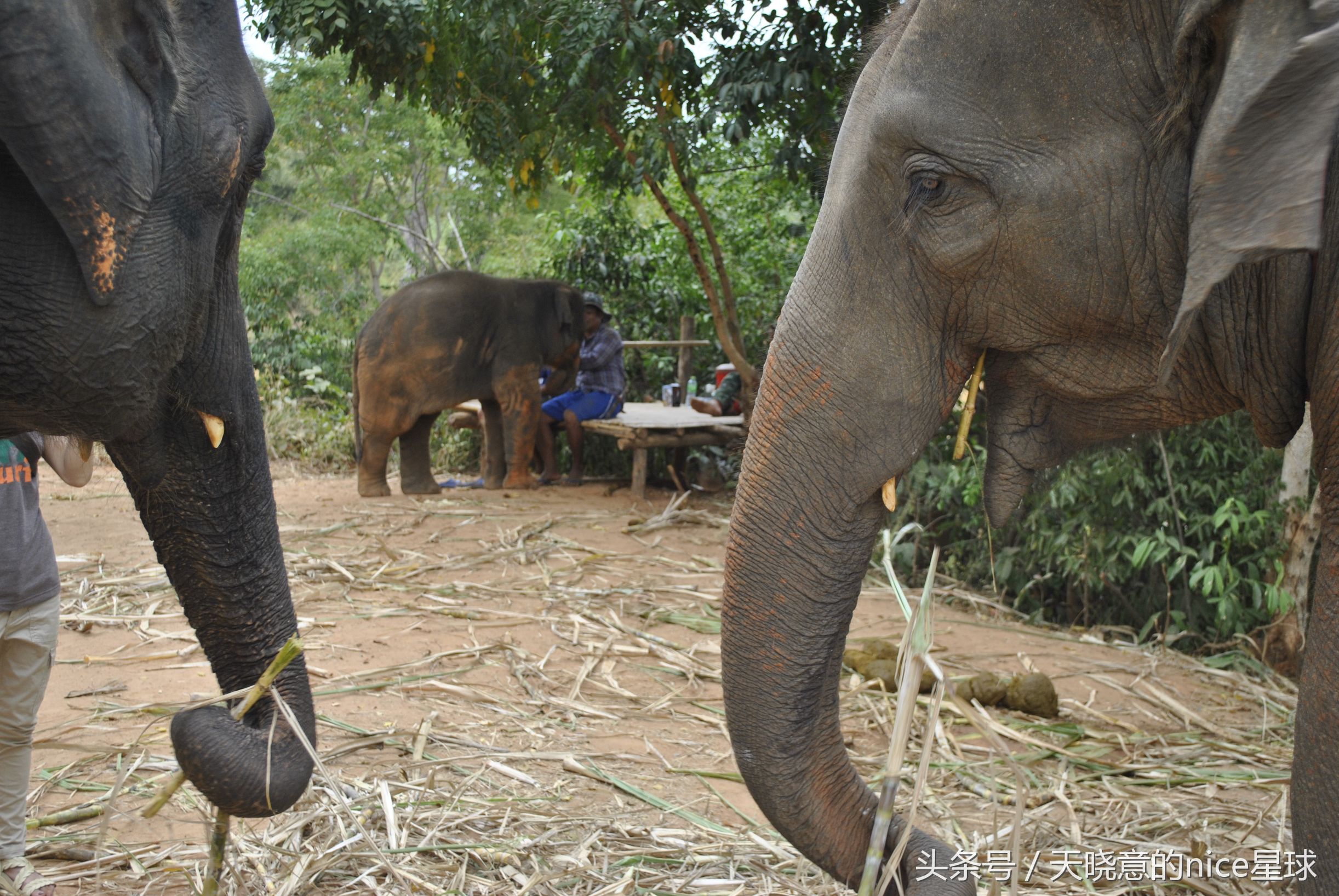 泰国大象旅行记,泰国旅游跟大象近距离接触
