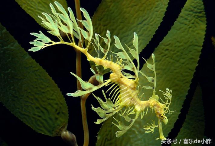 世界上十大最怪异的海洋生物,十种奇特的海洋生物