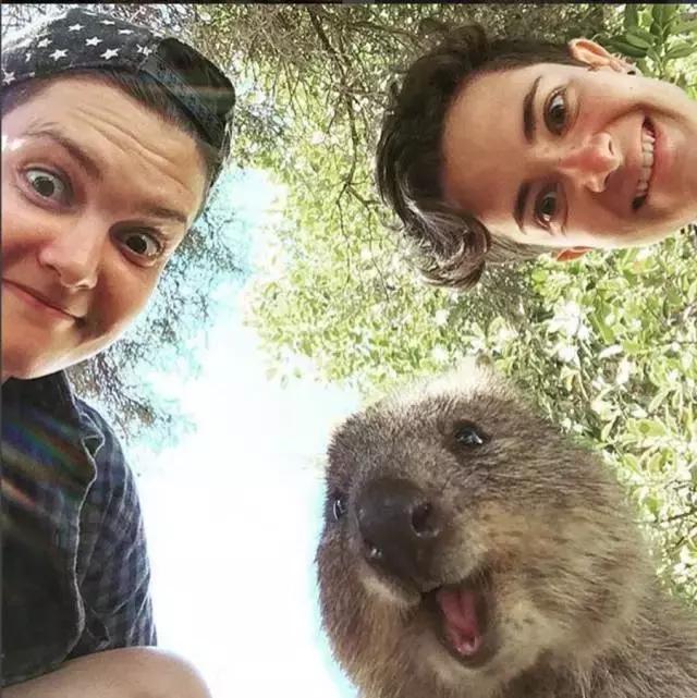 最萌短尾矮袋鼠,澳洲偶遇袋鼠