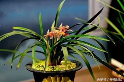 兰花叶子发黄快速补救方法,兰花从根部叶子发黄折断什么原因