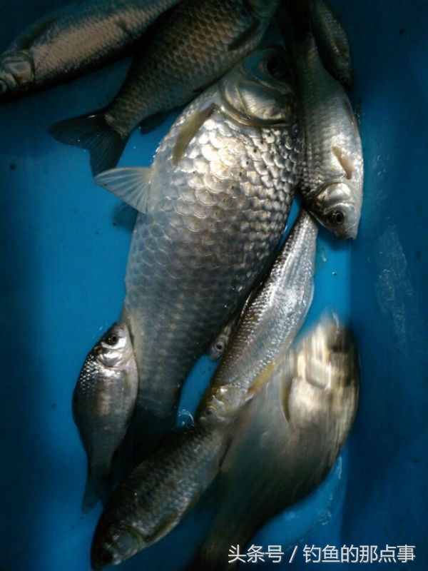 杂鱼怎么做效果最好,杂鱼加锅贴