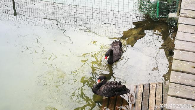 华为小天鹅音响可以改装吗,小天鹅音响华为