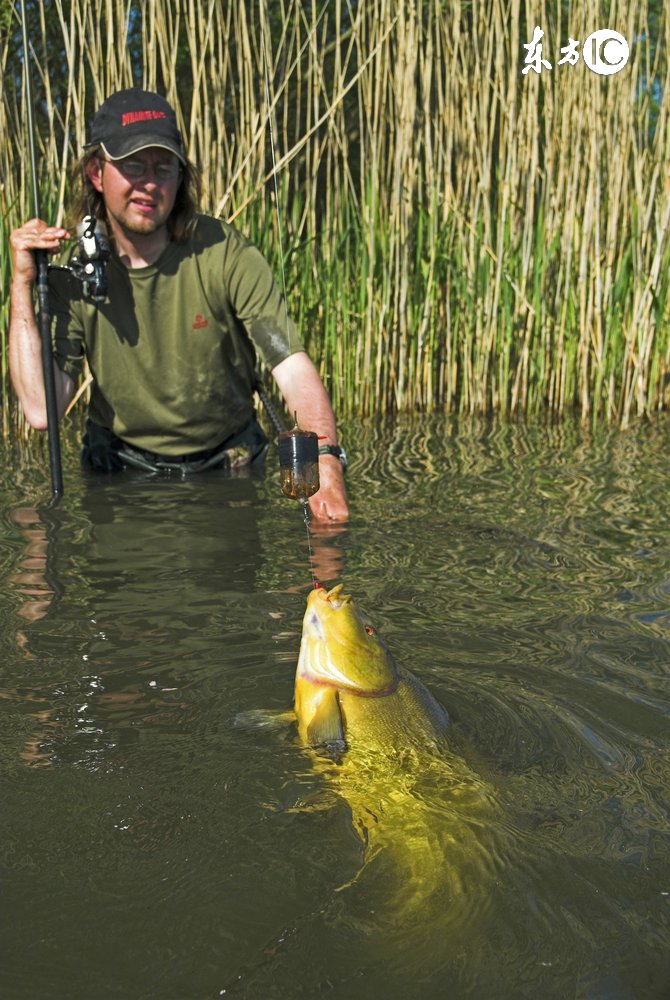 野钓用什么鱼窝最好,野钓鱼怎么选位置最佳