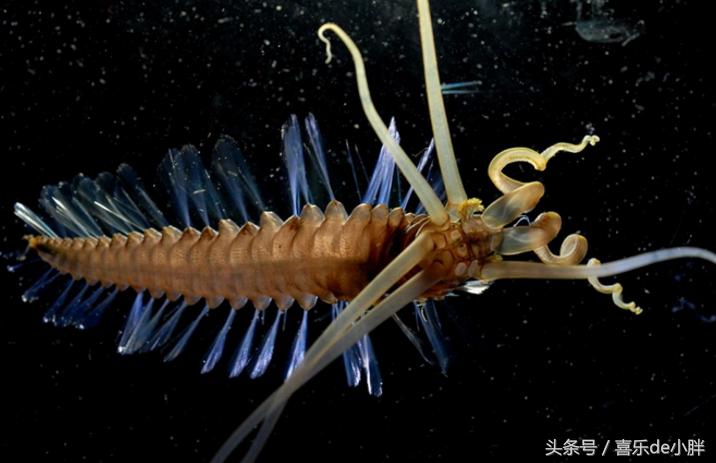 世界上十大最怪异的海洋生物,十种奇特的海洋生物