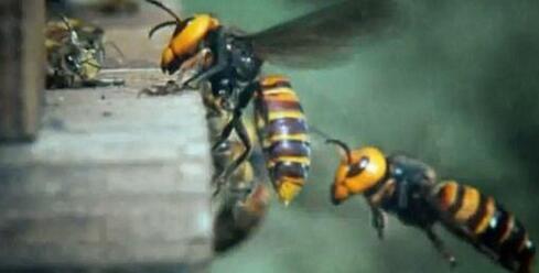 新加坡勿洛引来一群蜜蜂!如果蜜蜂到你家怎么办?