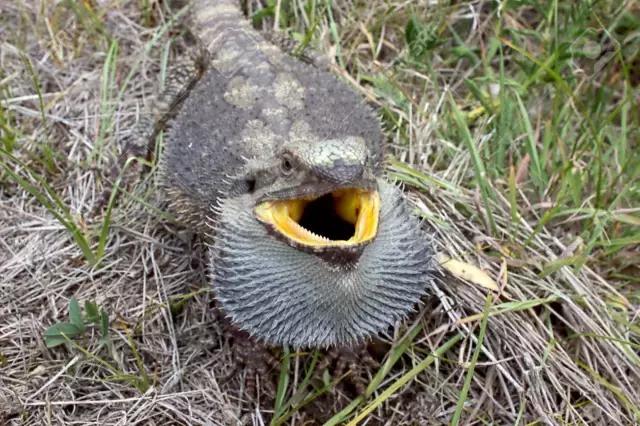 黑色鬃毛的狮子厉害吗,黑色鬃狮蜥