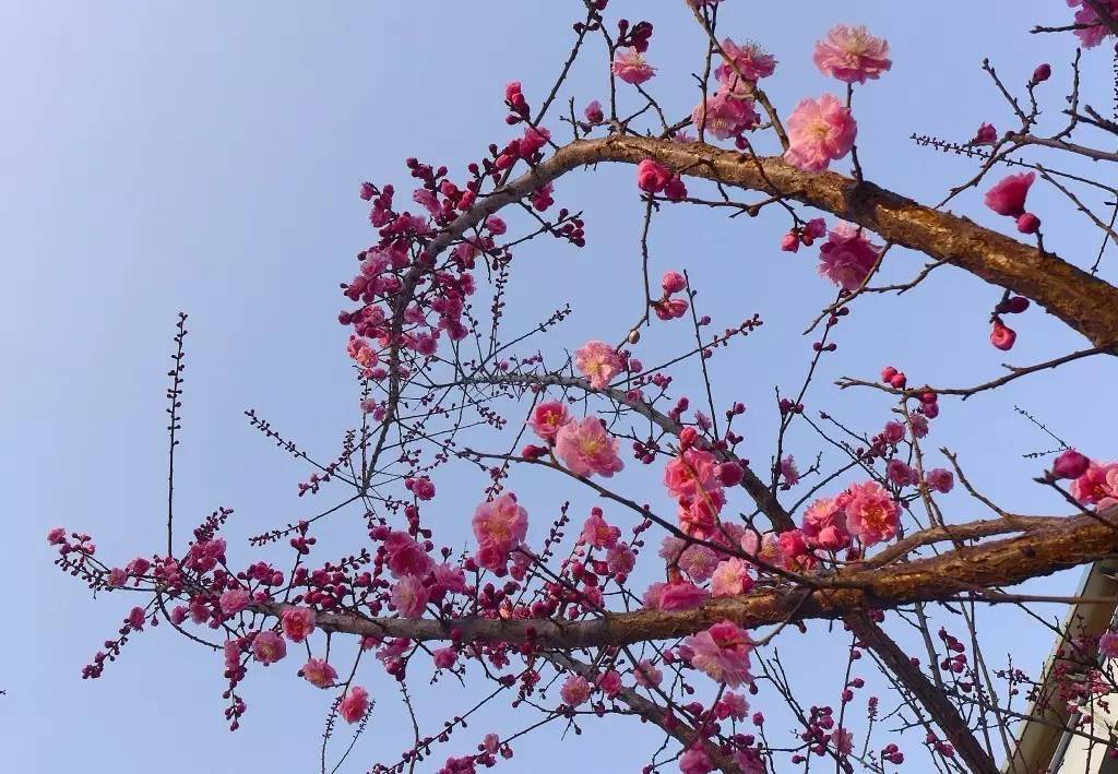 印象渭南：情寄雪梅