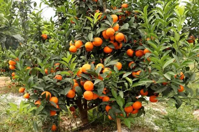 南宁适合春游前十个地方,南宁踏青去哪儿