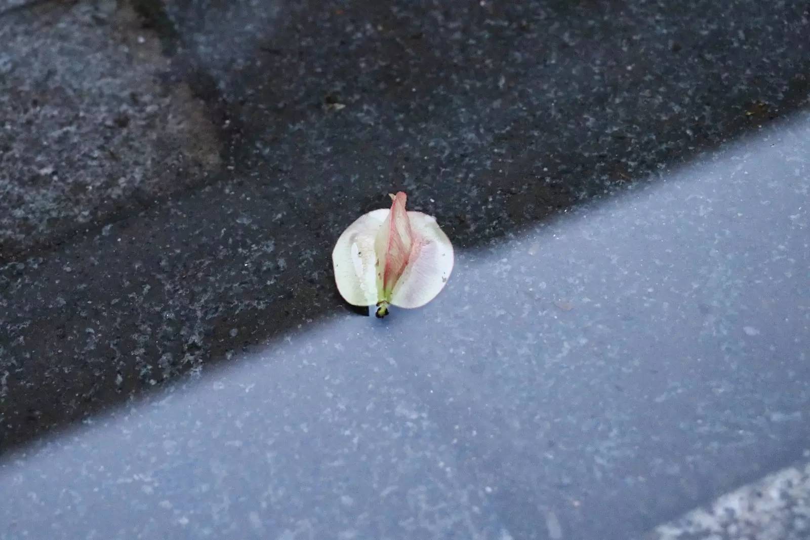 福师大版诗词大会|长安辞赋星雨谣,仓旗才俊巧成章