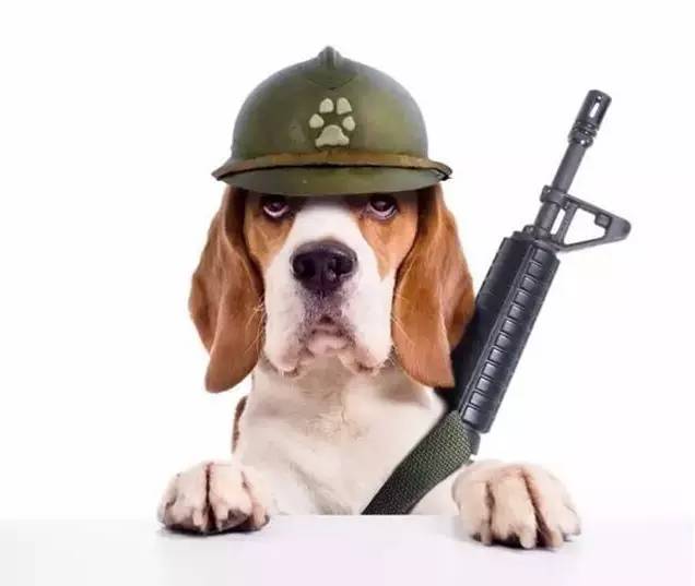 D98-家有垂耳狗的，小心耳血肿