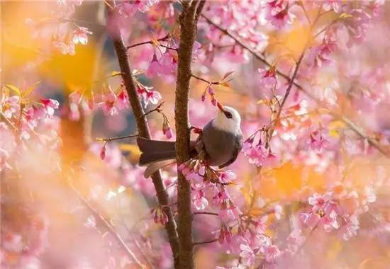 元曲春天,宋词里的春天意境深远