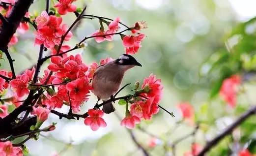 元曲春天,宋词里的春天意境深远