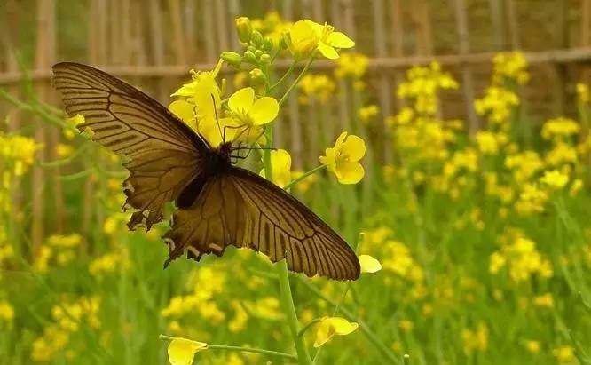 元曲春天,宋词里的春天意境深远