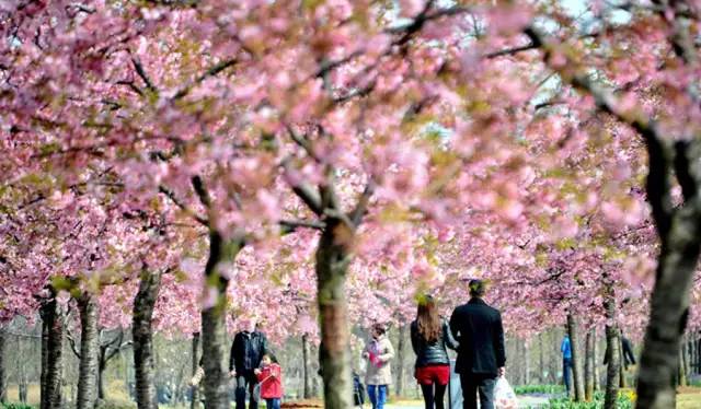 2018上海三八节景点有哪些,上海三八妇女节哪个公园免门票