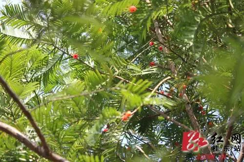 “南方夏都”桂东，平汝高速上的避暑休憩地