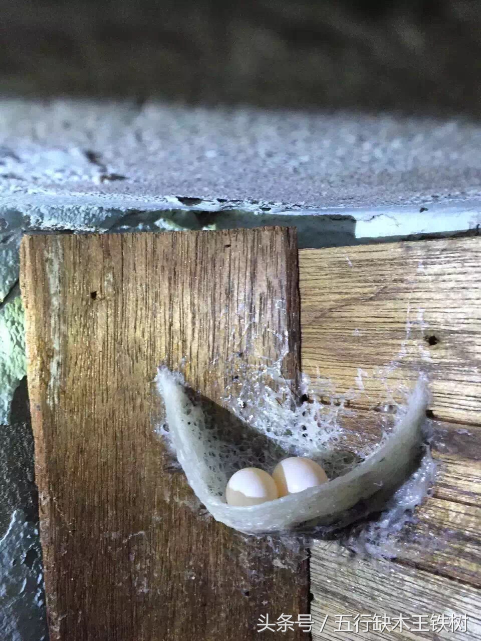 泰国燕窝什么工艺,泰国燕窝知识