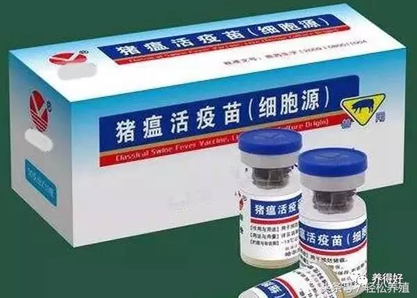 猪场怎样净化母猪,养猪场的猪怎么才能消毒