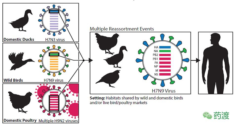 从H7N9卷土重来谈禽流感及药物现状